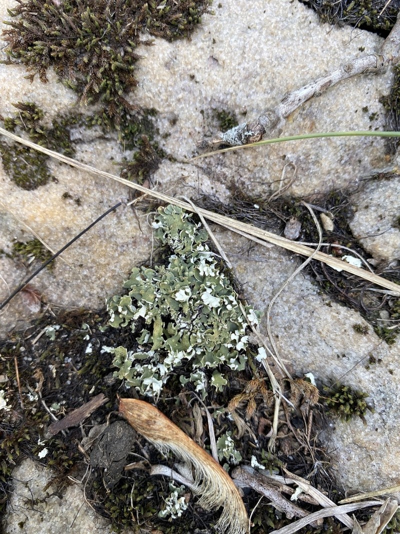 Robbins' Cup Lichen photo 2