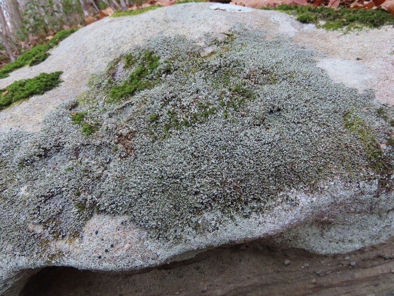 Robbins' Cup Lichen photo 3