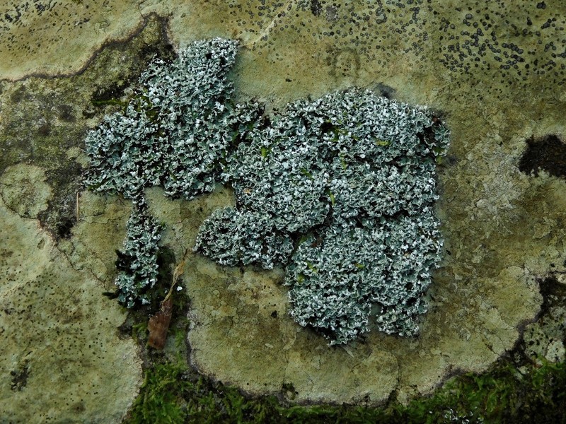 Robbins' Cup Lichen photo 4