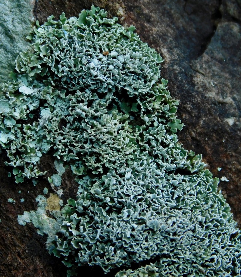 Robbins' Cup Lichen photo 5