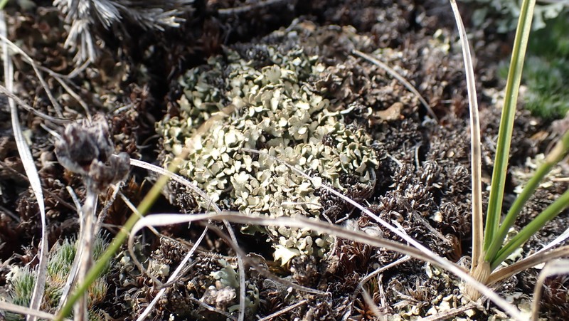 Robbins' Cup Lichen photo 6