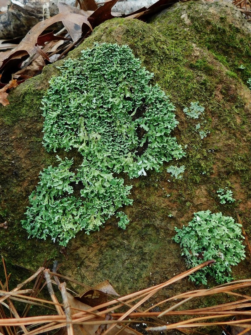 Robbins' Cup Lichen photo 7