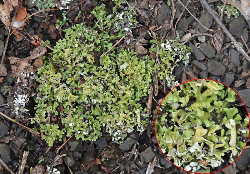 Robbins' Cup Lichen photo 8