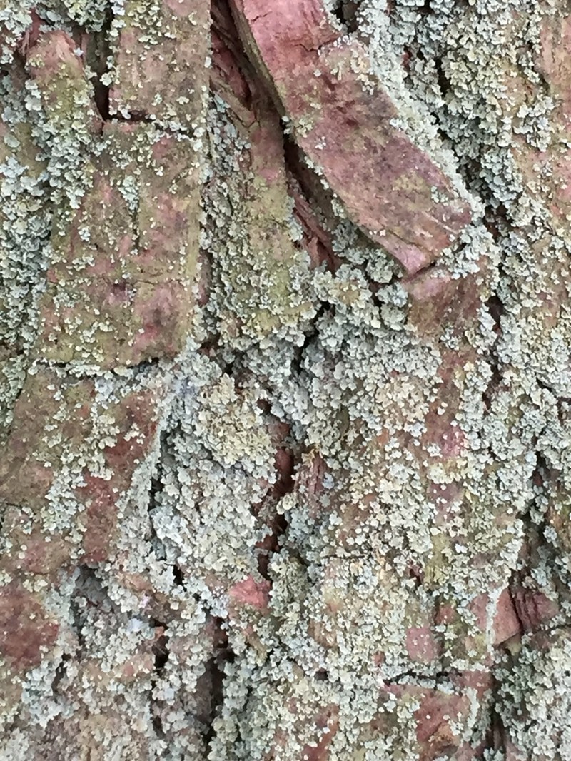 Cup Lichen