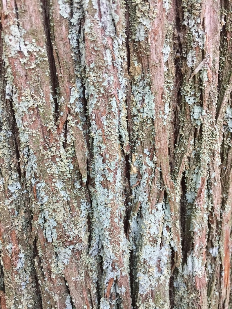 Cup Lichen photo 2
