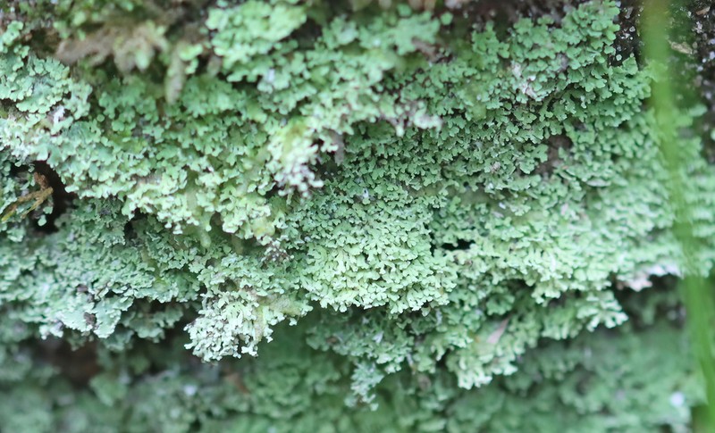 Cup Lichen photo 4
