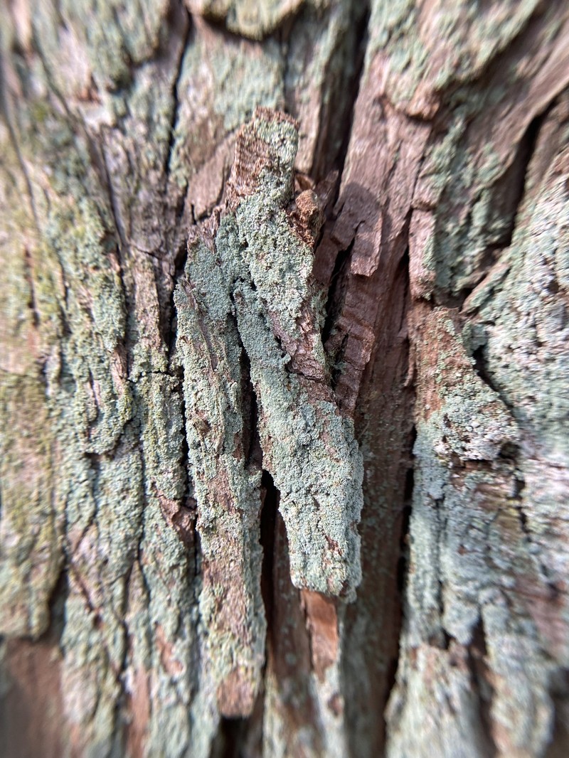 Cup Lichen photo 5