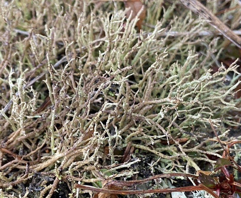 Cup Lichen