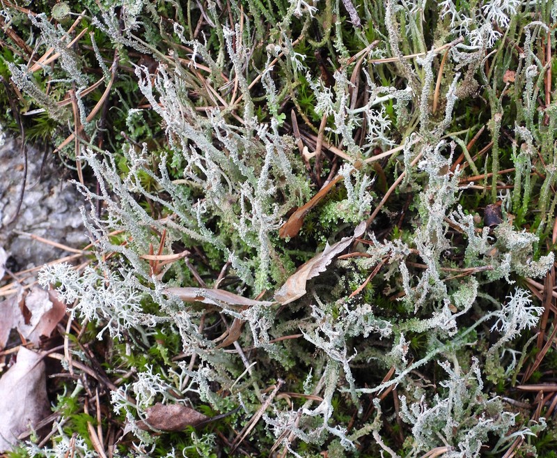 Cup Lichen photo 2
