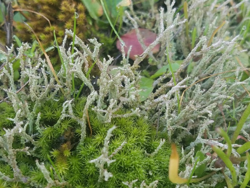 Cup Lichen photo 3