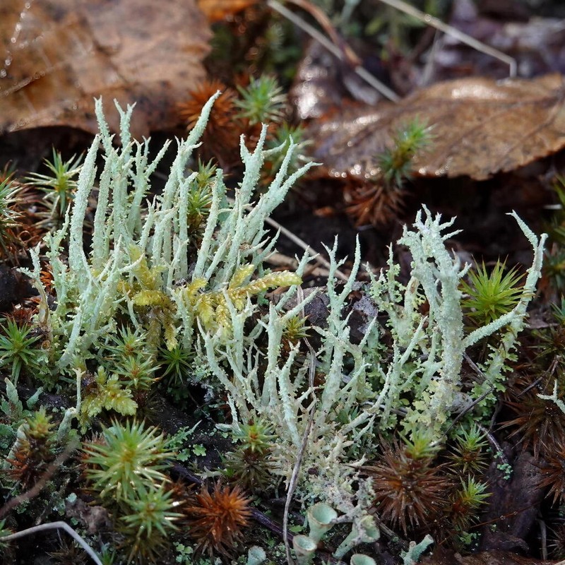 Cup Lichen photo 4