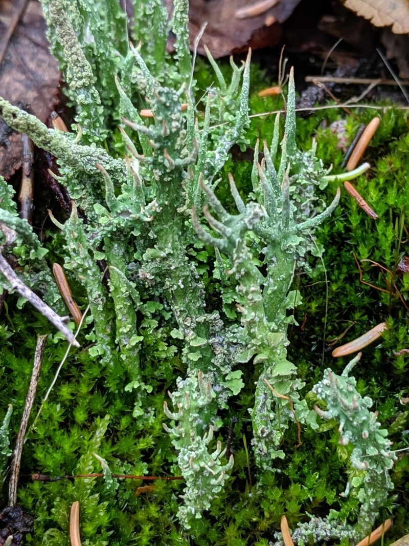 Cup Lichen photo 5