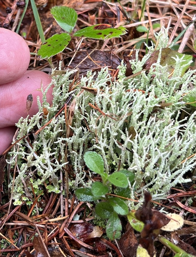 Cup Lichen photo 6