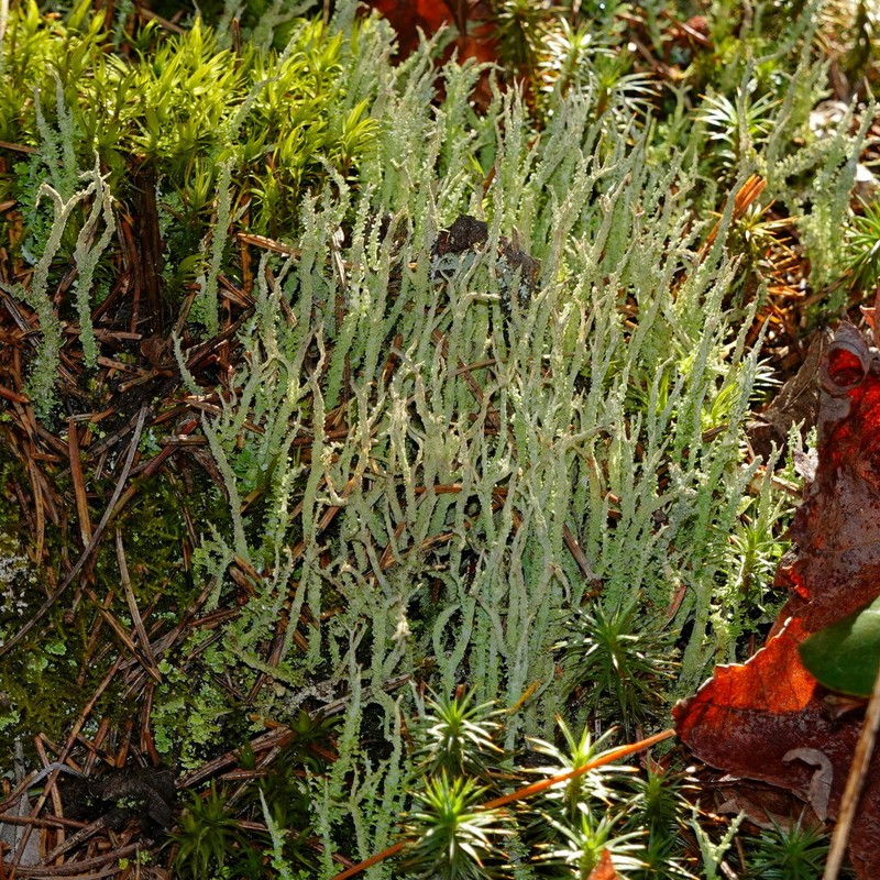 Cup Lichen photo 7