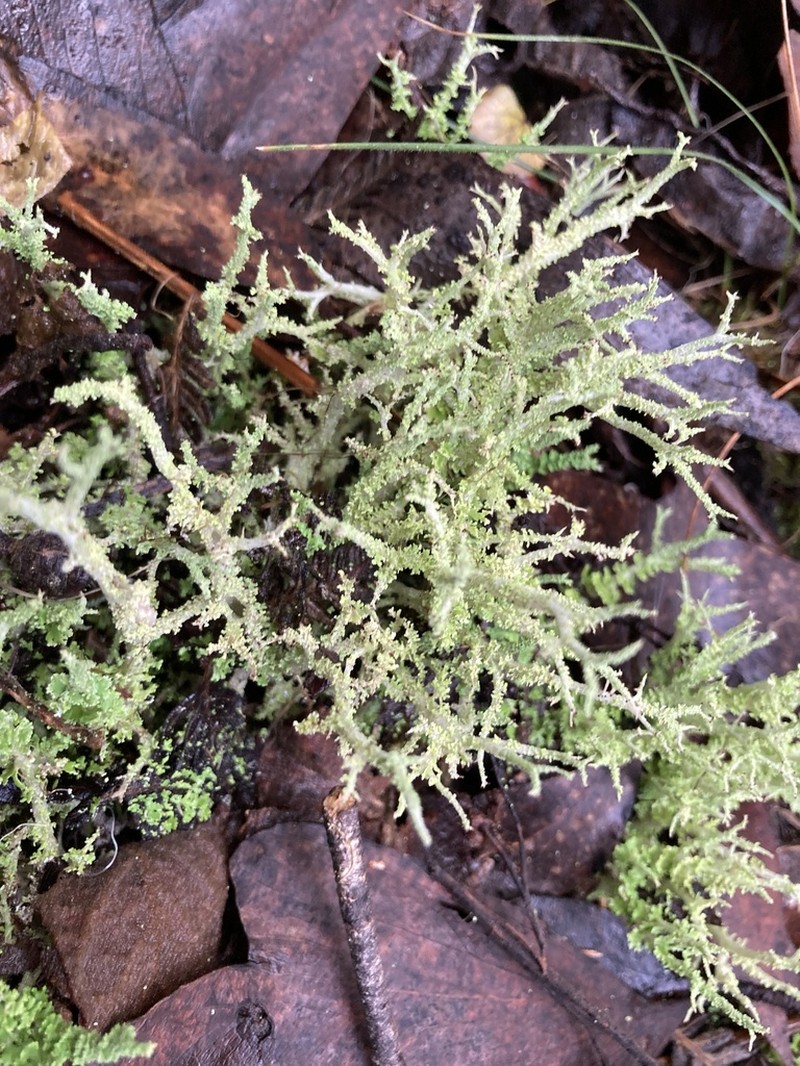 Cup Lichen photo 8