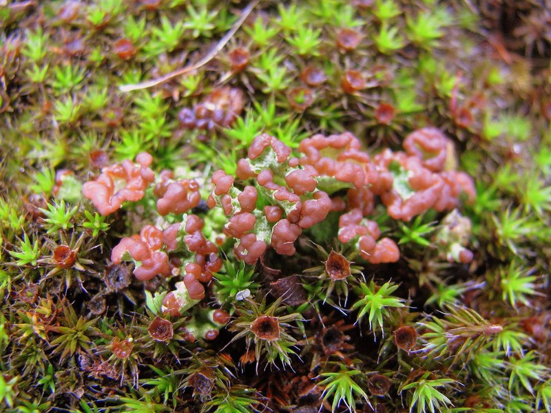 Cup Lichen