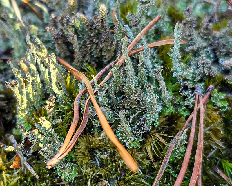 Cup Lichen