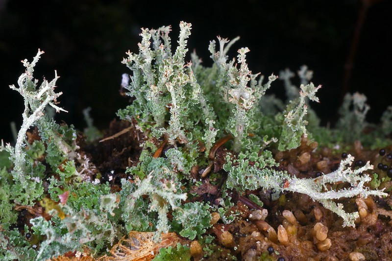 Cup Lichen photo 2