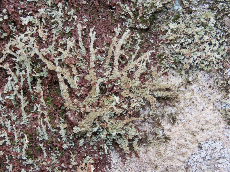 Cup Lichen photo 3