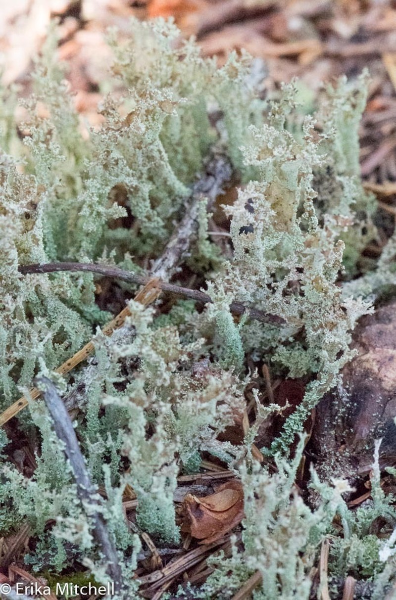 Cup Lichen photo 4