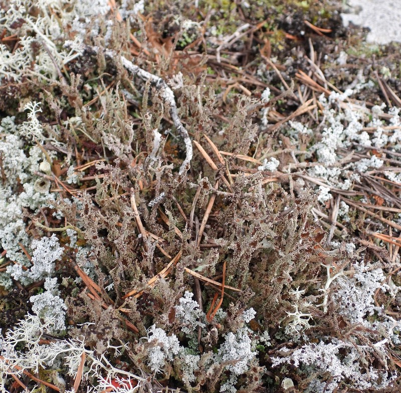 Cup Lichen photo 5