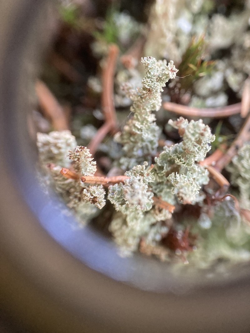 Cup Lichen photo 6