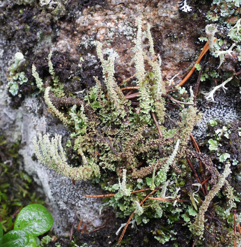 Cup Lichen photo 7