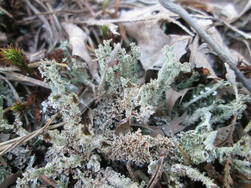 Cup Lichen photo 8