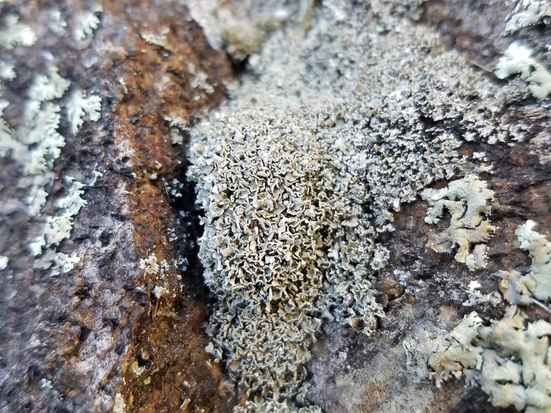 Cup Lichen