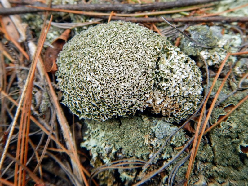 Cup Lichen