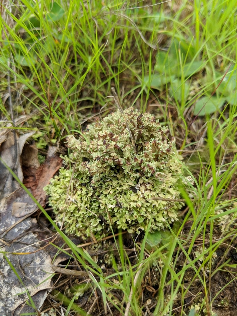Cup Lichen photo 2