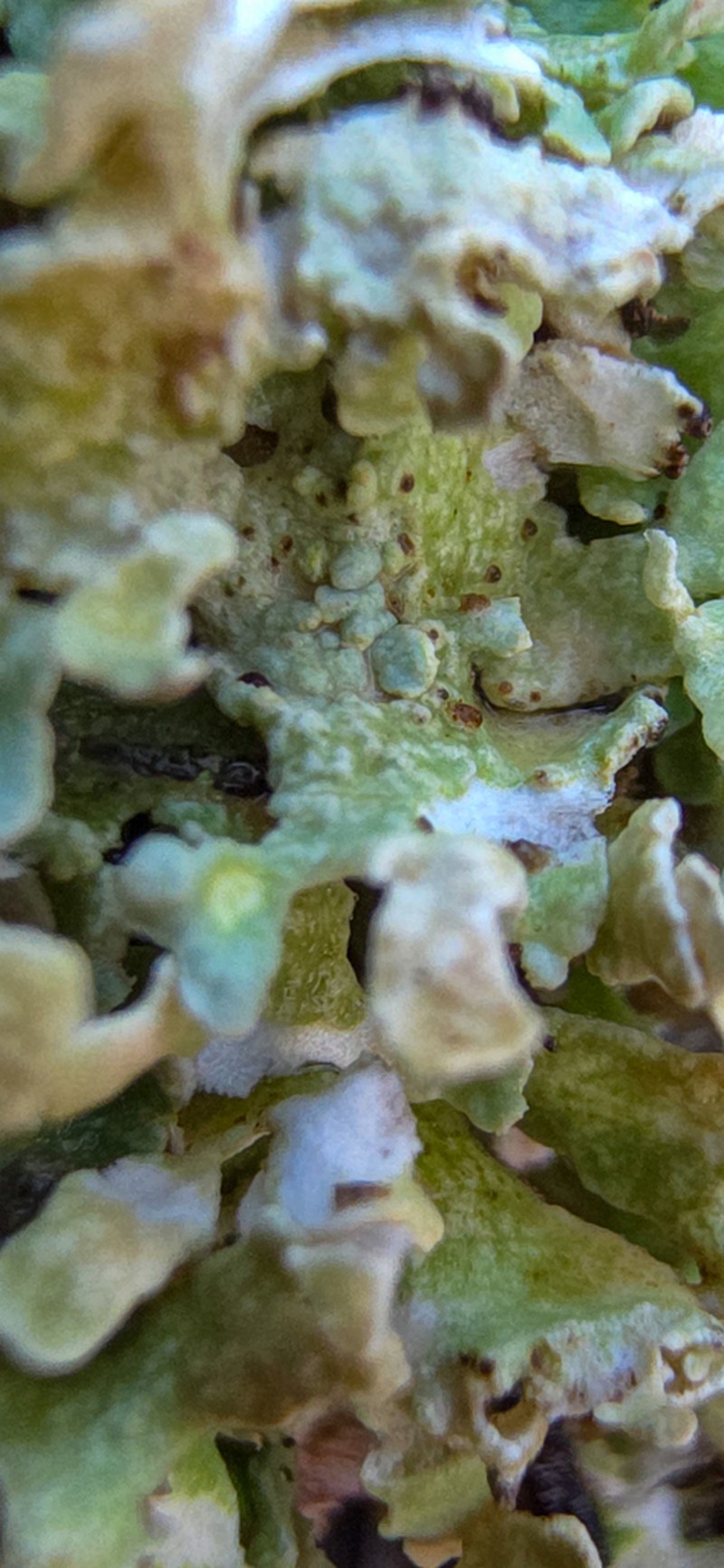 Cup Lichen photo 3