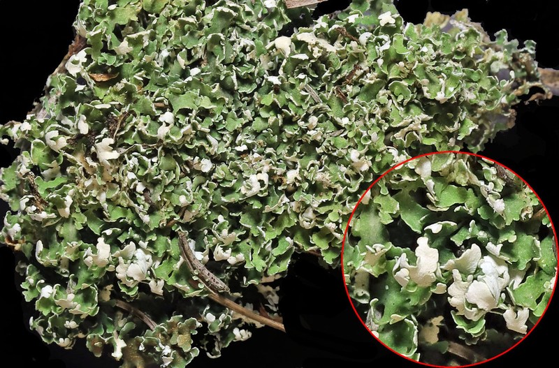 Cup Lichen photo 4