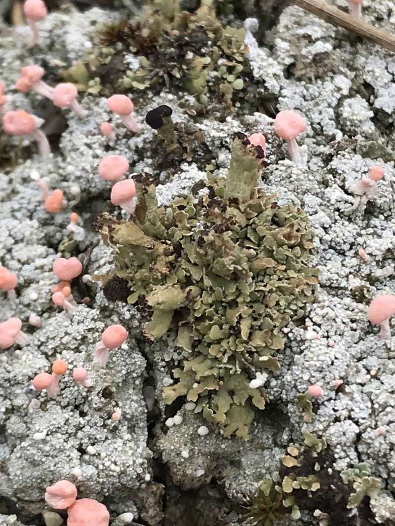 Cup Lichen photo 5