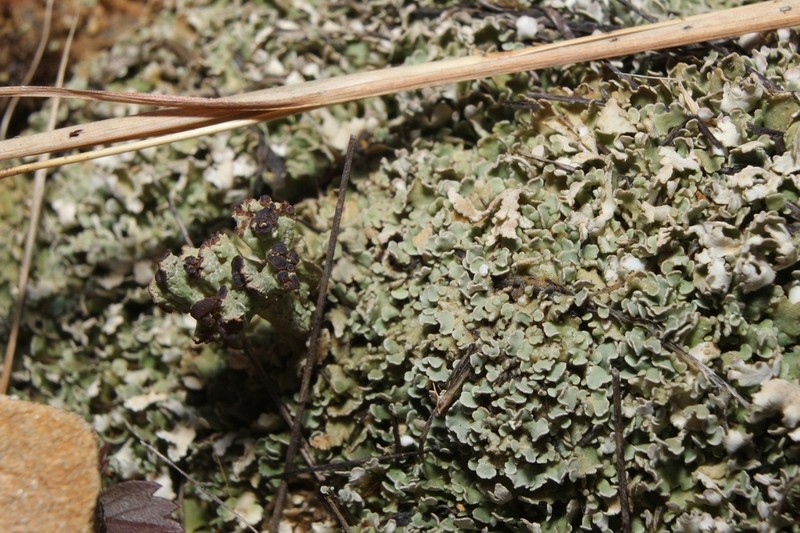 Cup Lichen photo 6