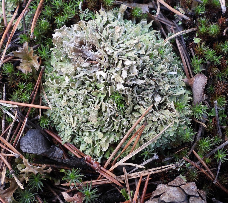 Cup Lichen photo 7