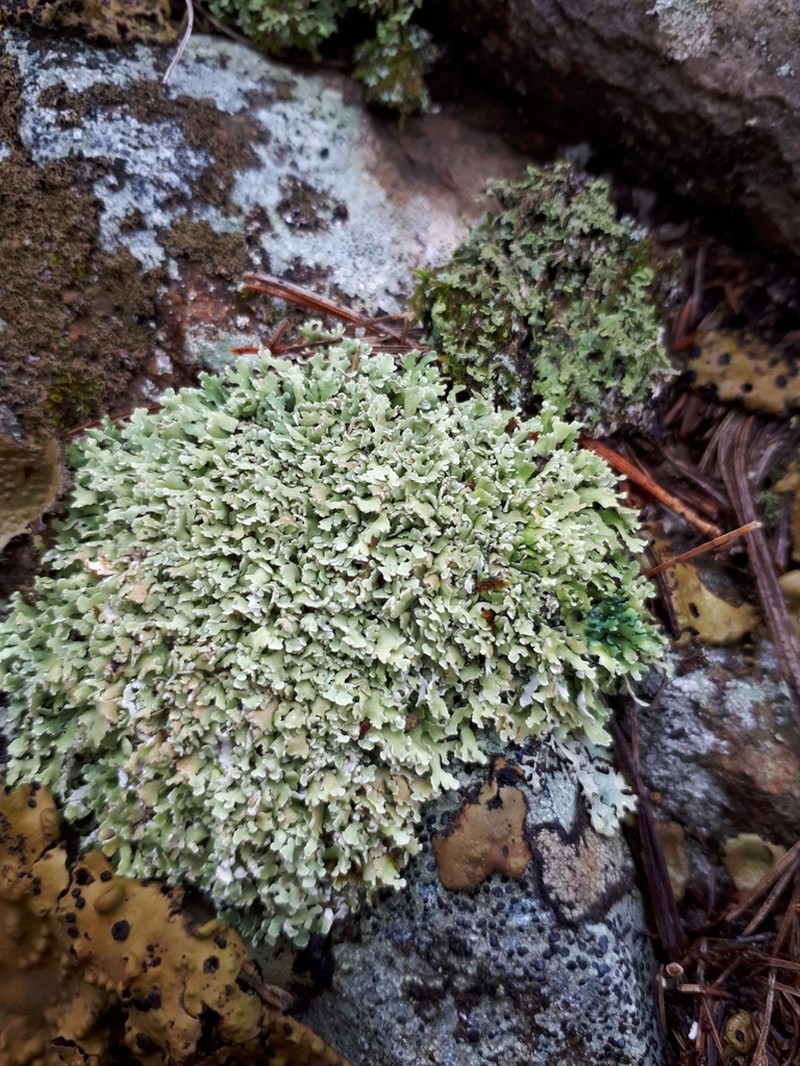Cup Lichen photo 8