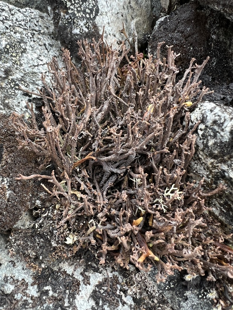 Cup Lichen photo 2