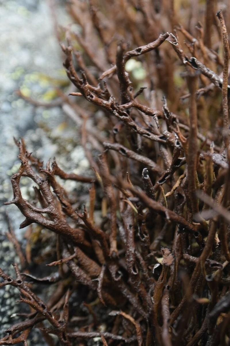 Cup Lichen