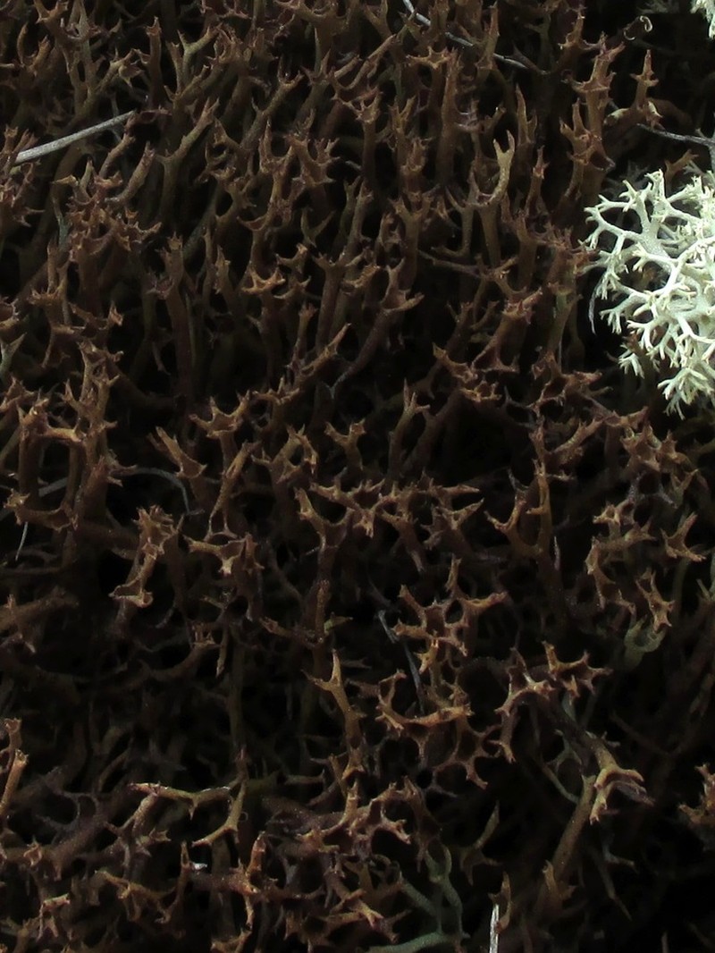 Cup Lichen photo 2