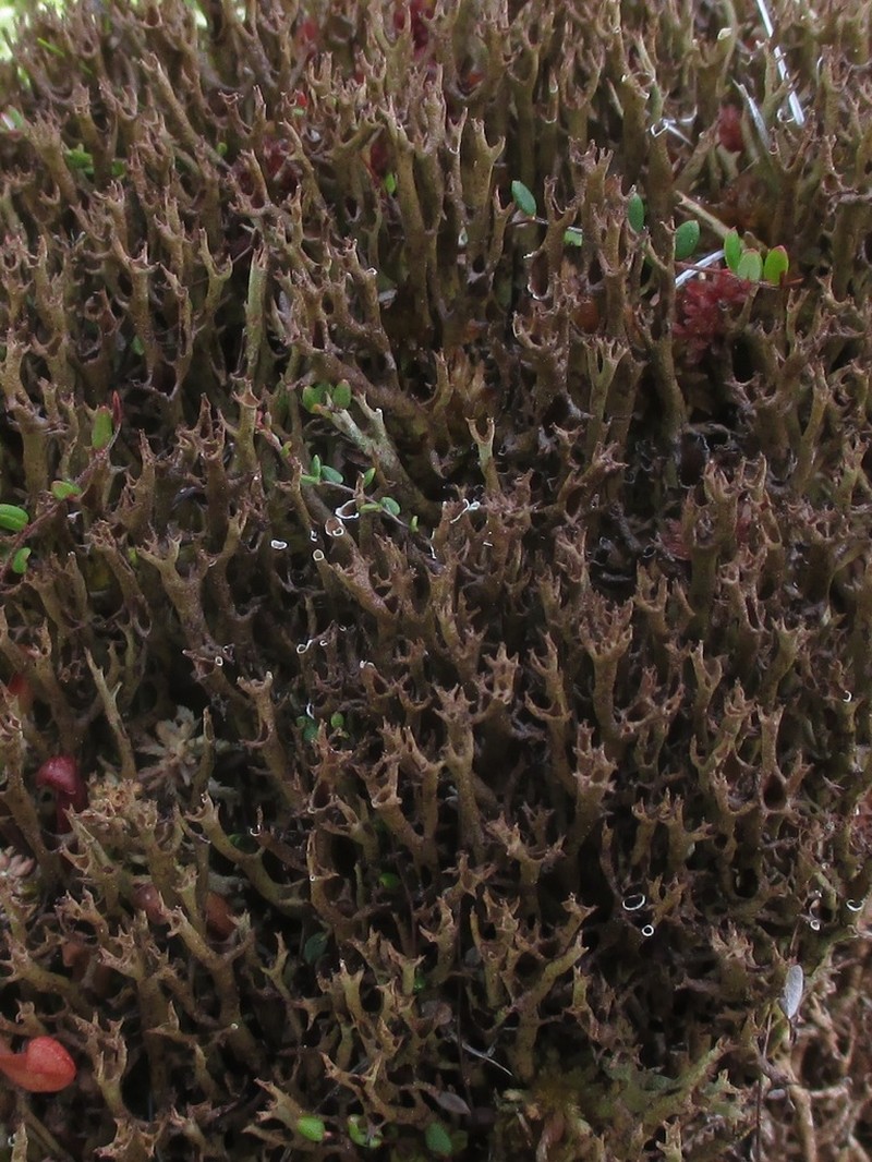 Cup Lichen photo 3