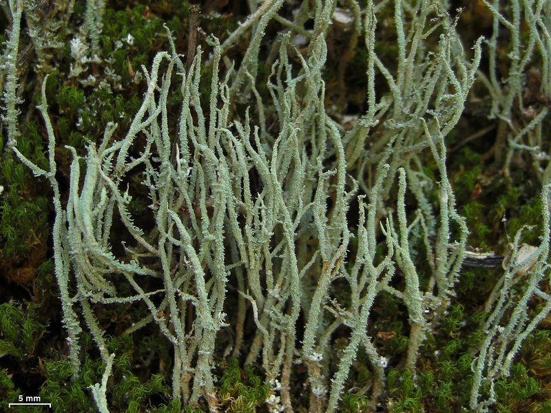 Cup Lichen