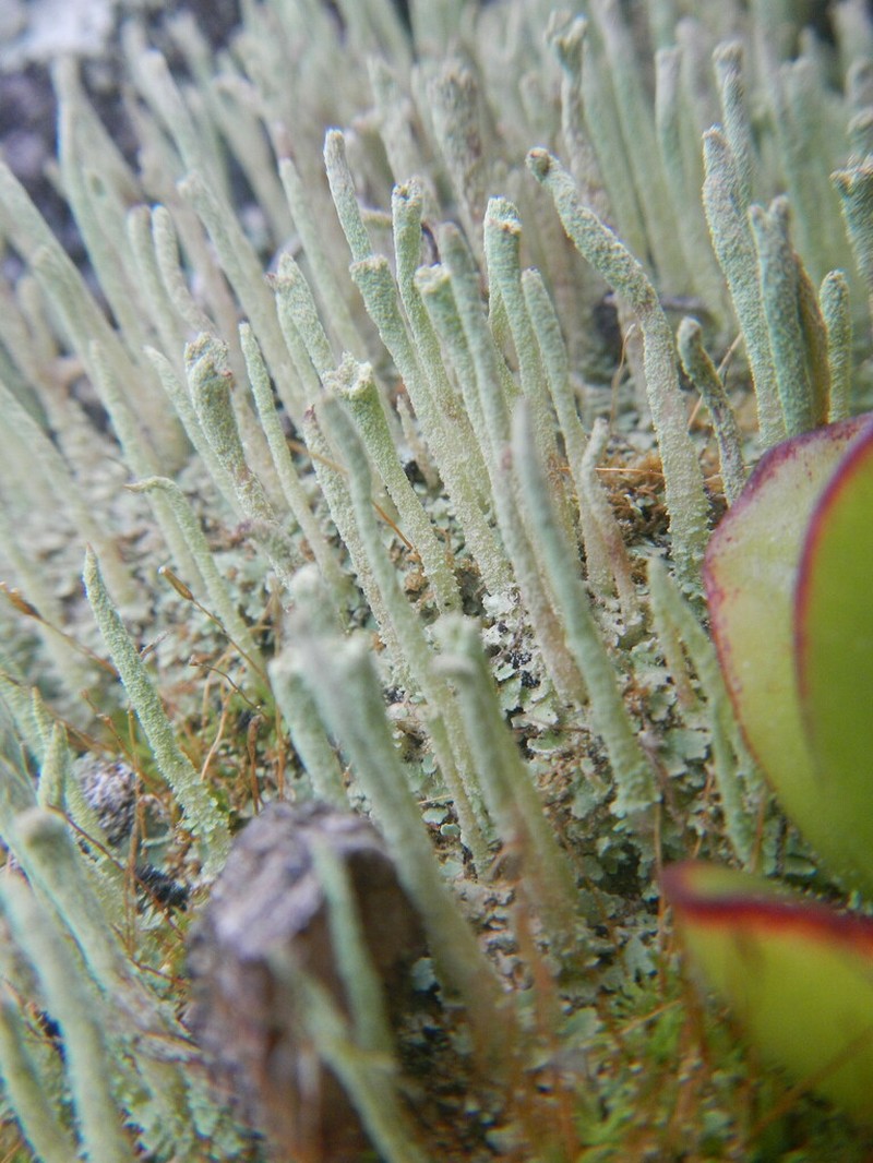 Cup Lichen