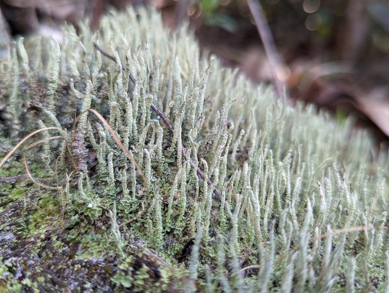 Cup Lichen photo 2