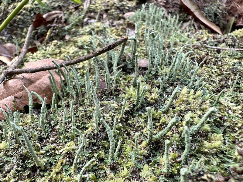Cup Lichen photo 3