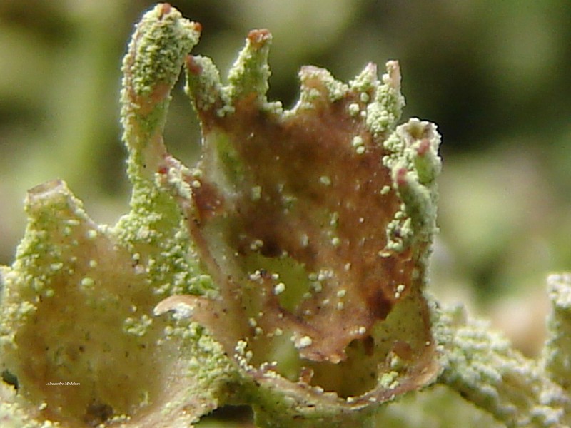Cup Lichen photo 4