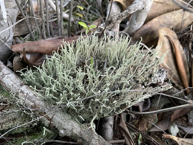 Cup Lichen photo 5