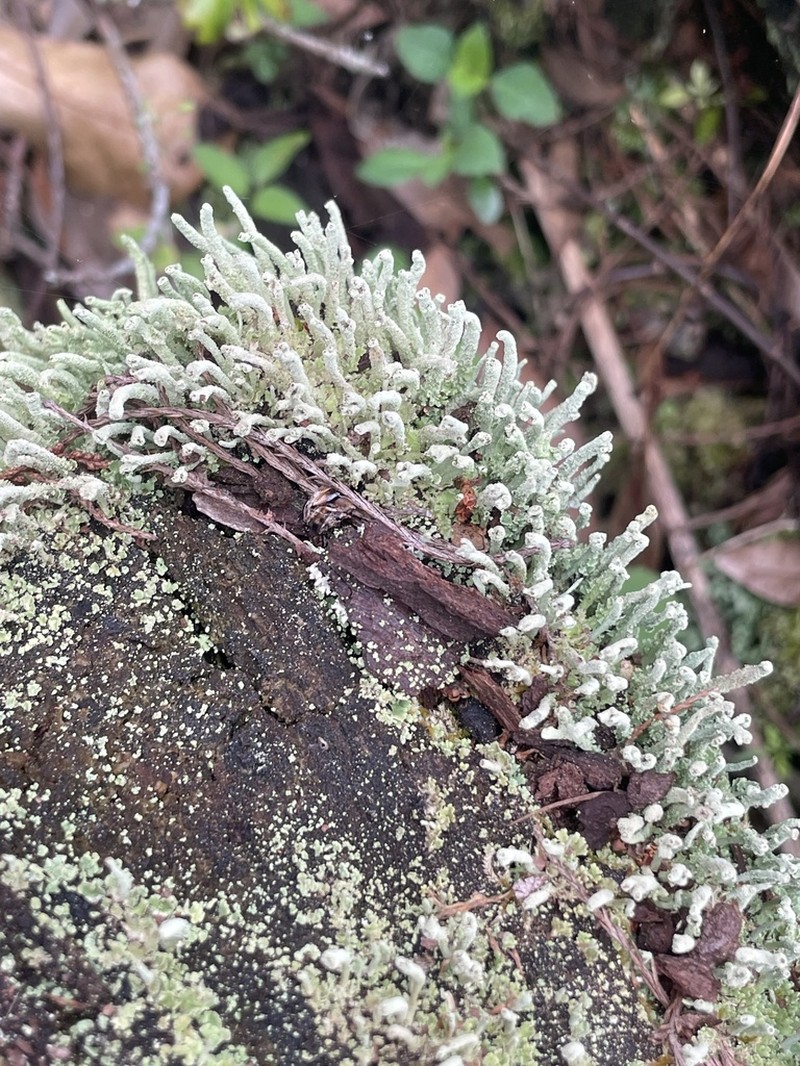Cup Lichen photo 6