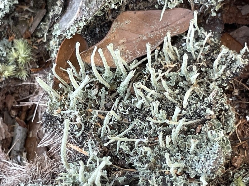 Cup Lichen photo 7