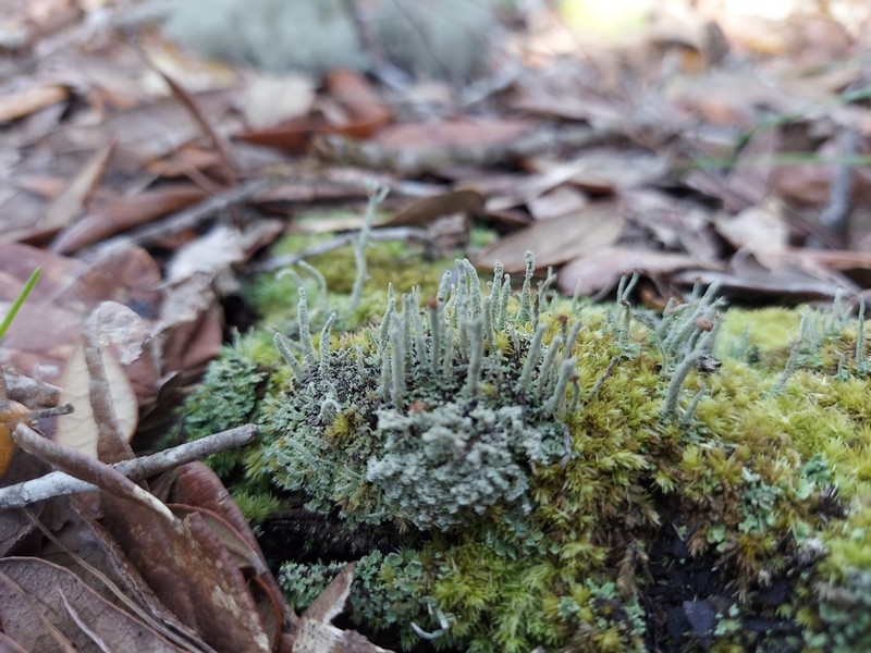 Cup Lichen photo 8